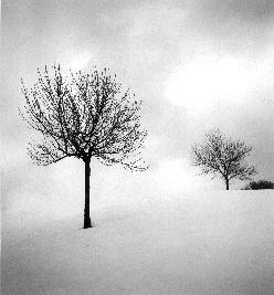 A Pair of Trees, Dearborn, Michigan