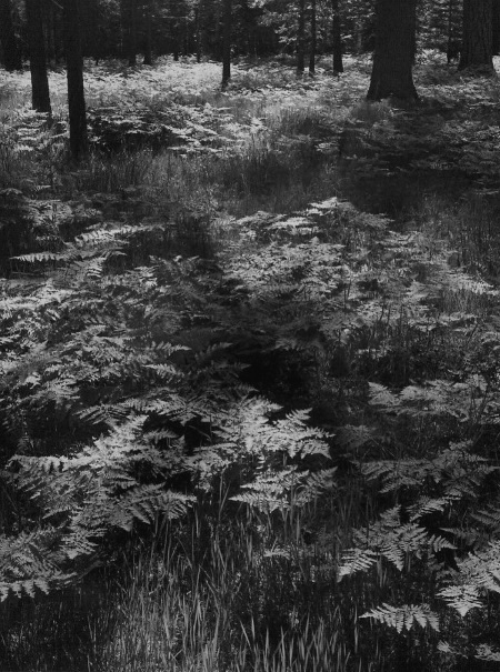 Ansel Adams, Ferns, Yosemite