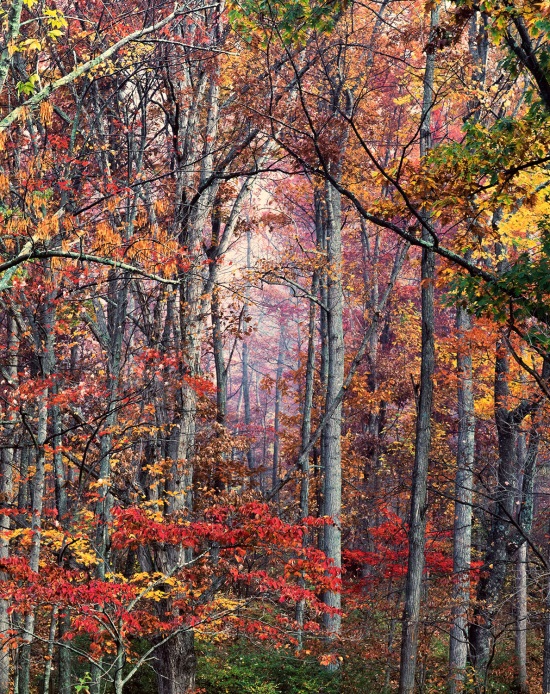 Christopher Burkett, Glowing Autumn Forest
