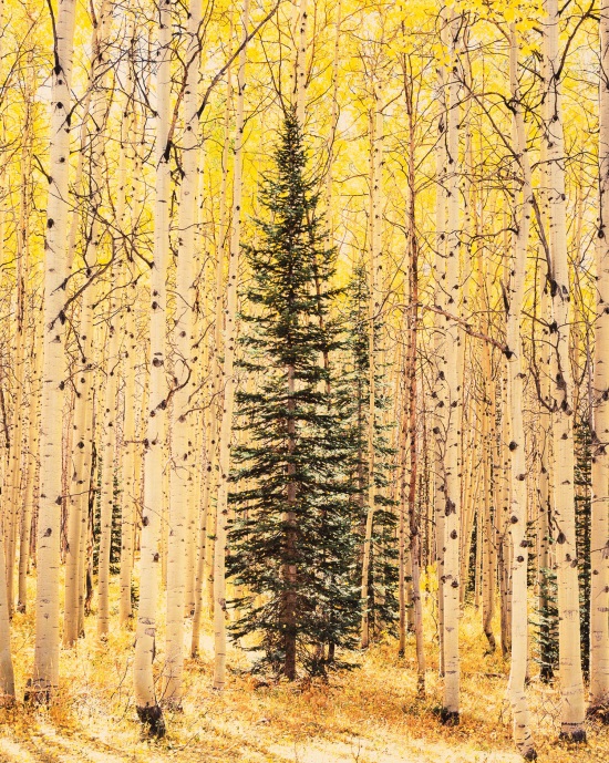 Christopher Burkett, Spruce and Bright Aspen Forest