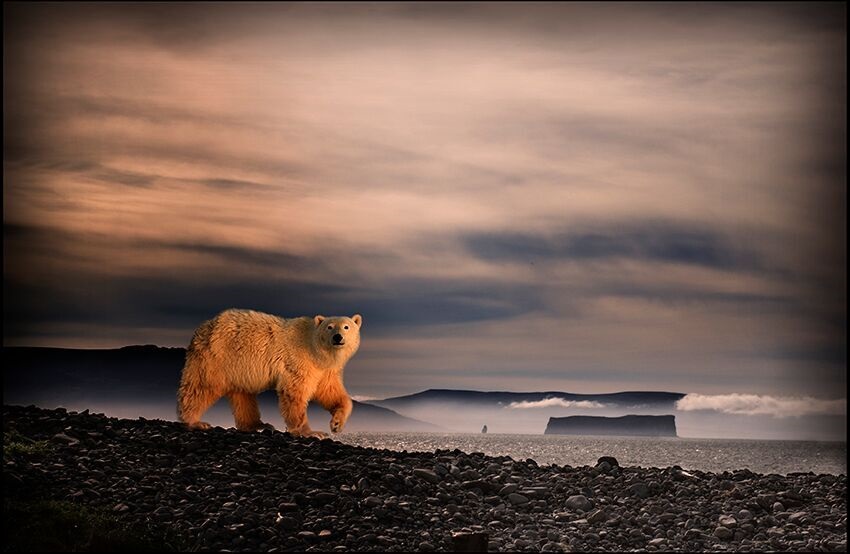Fran Forman, Twilight for the Polar Bear