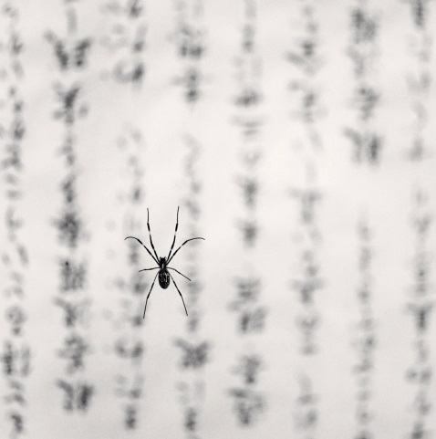 Michael Kenna, Spider and Sacred Text