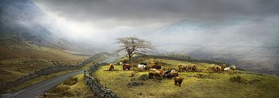 David J. Osborn, Cattle, Kirkstone Pass, Cumbria