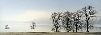 David J. Osborn, Trees on Lake, Windermere