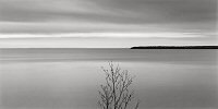 Brian Kosoff, Tree, Lake Superior