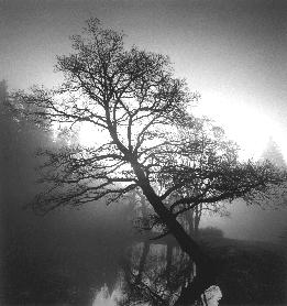 Leaning Tree, Pruhonice, Czechoslovakia