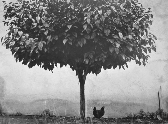 Edouard Boubat, L'arbre et la Poule