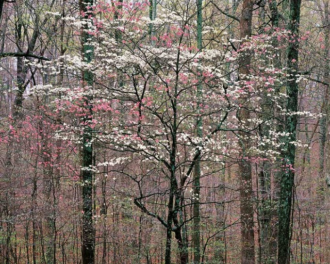 Christopher Burkett, Pink and White Dogwoods