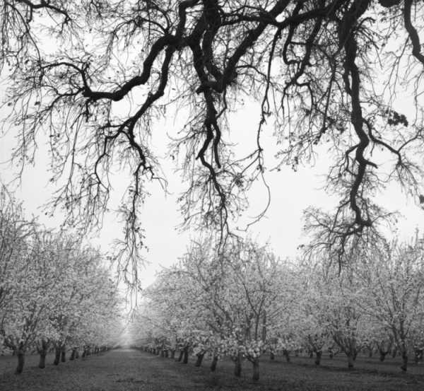 Mark Citret, Oak & Orchard