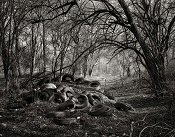 Trinity River Bottoms