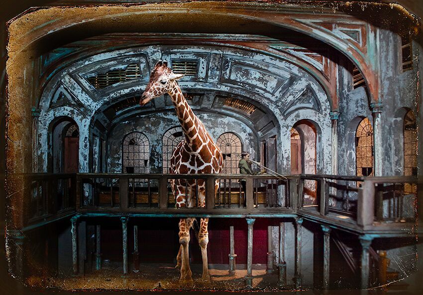Fran Forman, Requien for the Giraffe | Afterimage Gallery