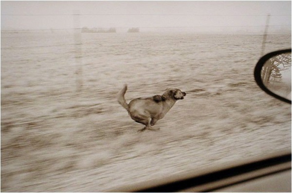 Ron Evans, Farm Dog