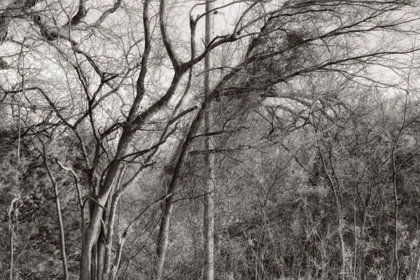 Terry Falke, No Straight Lines in Nature