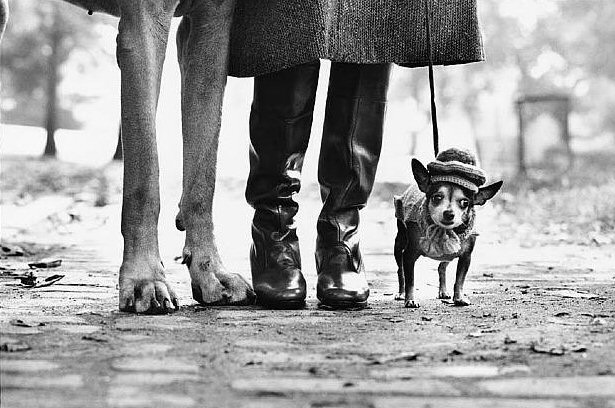Elliott Erwitt, New York, 1974 (a.k.a. Dog Legs)
