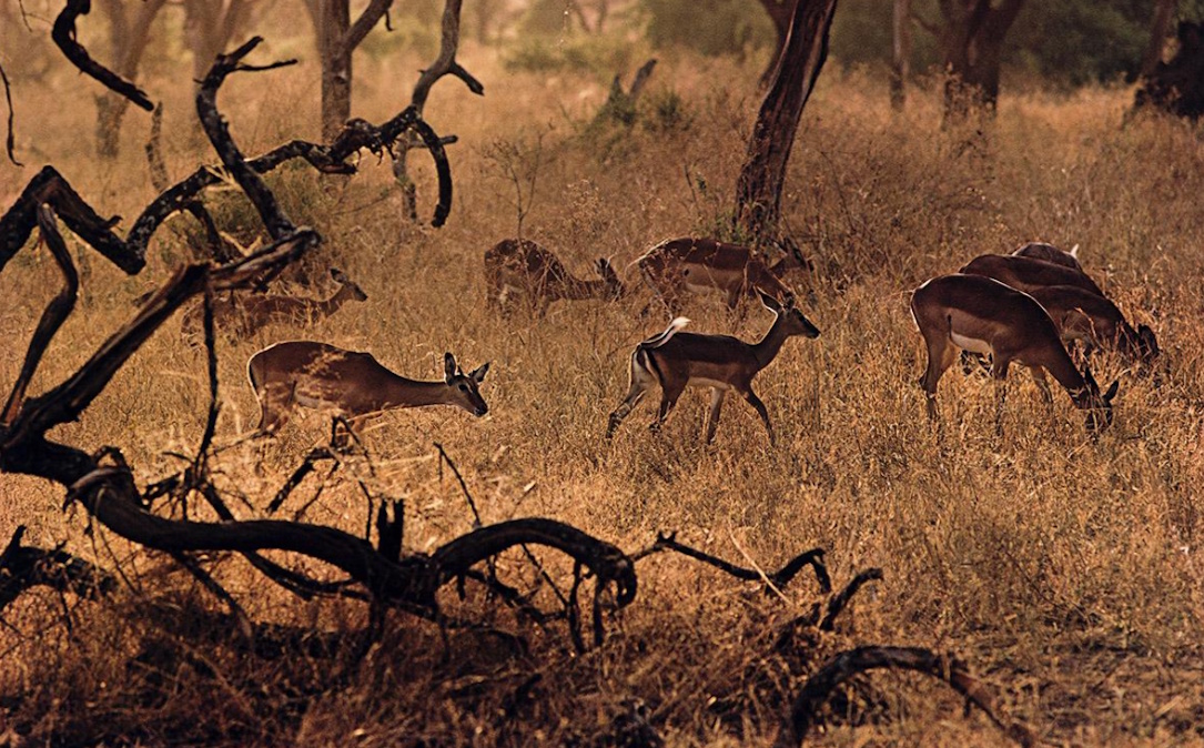Enst Haas, Kenya | Afterimage Gallery