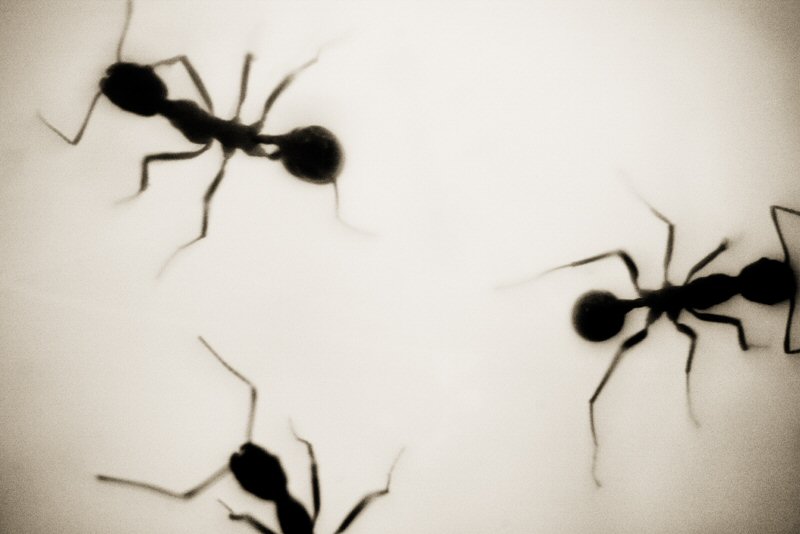 Henry Horenstein, Red Imported Fire Ants