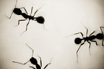 Henry Horenstein, Red Imported Fire Ants