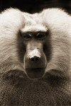Henry Horenstein, Guinea Baboon