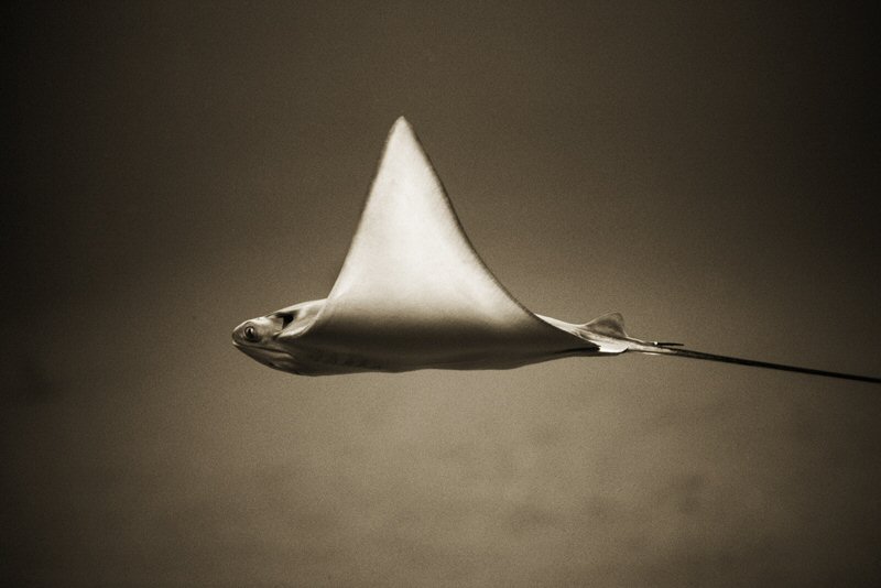 Henry Horenstein, Bullnose Ray