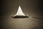 Henry Horenstein, Bullnose Ray
