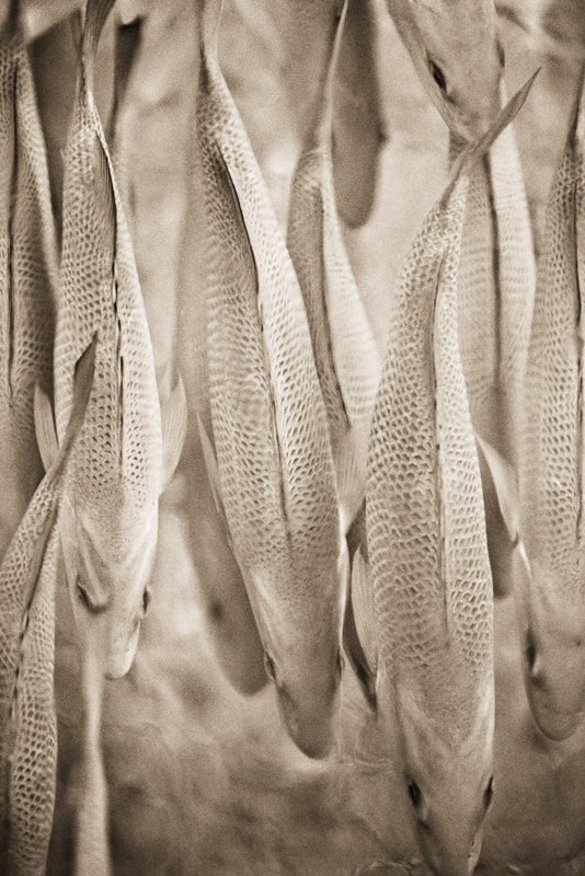 Henry Horenstein, Common Carp