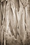 Henry Horenstein, Common Carp