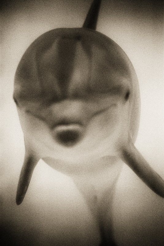 Henry Horenstein, Bottlenose Dolphin