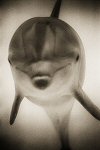 Henry Horenstein, Bottlenose Dolphin