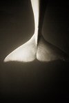 Henry Horenstein, Beluga Whale