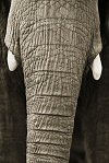 Henry Horenstein, Asiatic Elephant
