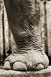 Henry Horenstein, Elephant Trunk