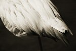Henry Horenstein, Greater Flamingo