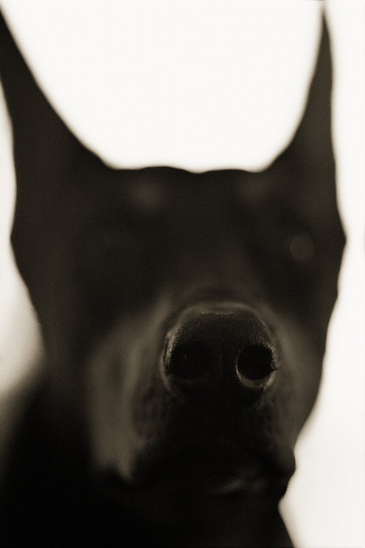 Henry Horenstein, Domestic Great Dane