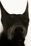 Henry Horenstein, Domestic Great Dane