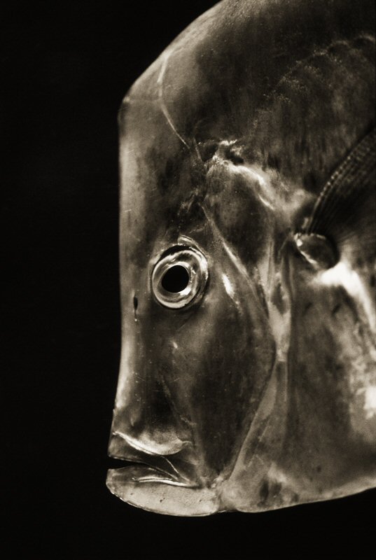 Henry Horenstein, Lookdown Fish