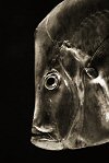 Henry Horenstein, Lookdown Fish