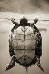 Henry Horenstein, Texas Map Turtle
