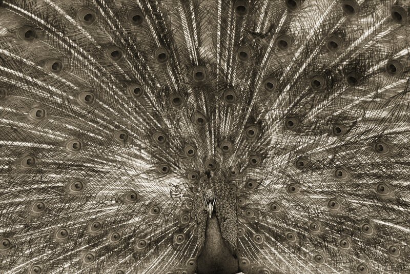 Henry Horenstein, Indian Peafowl