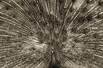 Henry Horenstein, Indian Peafowl