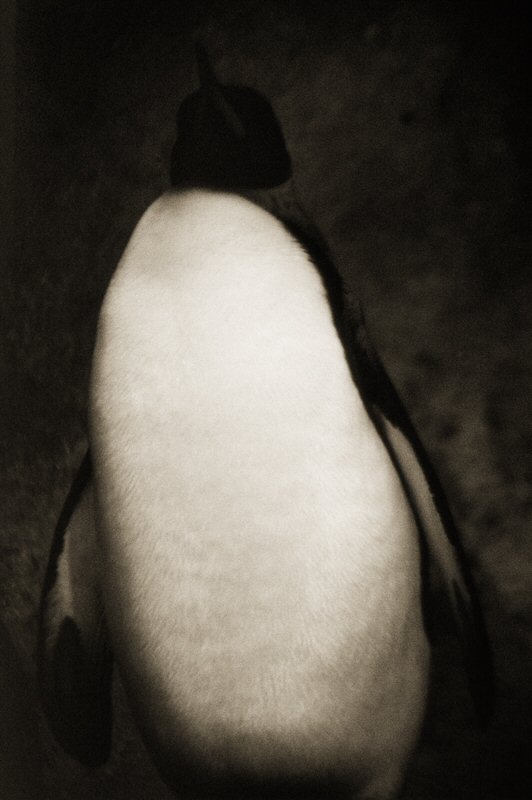 Henry Horenstein, Emporer Penguin