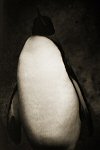 Henry Horenstein, Emporer Penguin