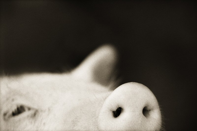 Henry Horenstein, Domestic Pig