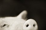 Henry Horenstein, Domestic Pig
