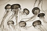 Henry Horenstein, Brown Sea Nettles