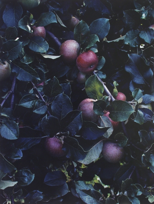 Eliot Porter, Apples