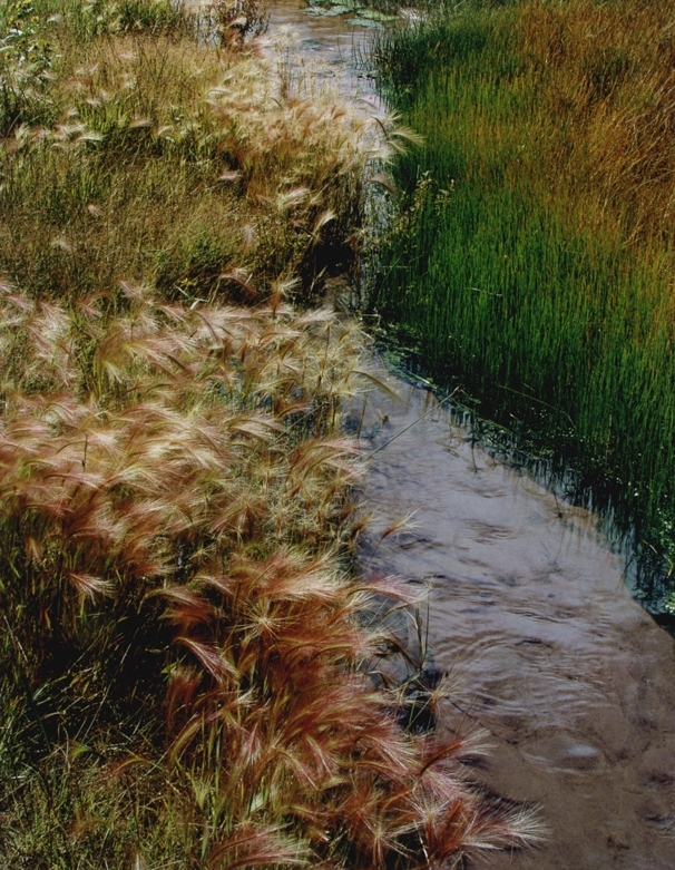 Eliot Porter, Foxtail Grass