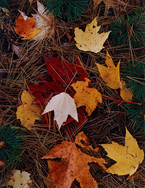Eliot Porter, Maple Leaves