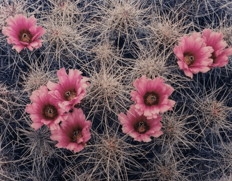 Eliot Porter, Cactus Blossoms