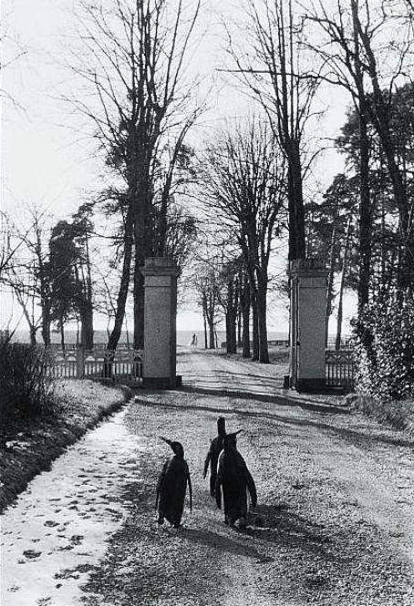 Willy Ronis, Le Repos du Cirque | Afterimage Gallery
