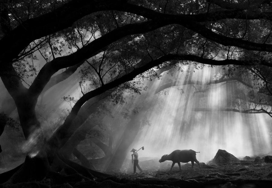 Donghai Xia, Pastoral Life | Afterimage Gallery